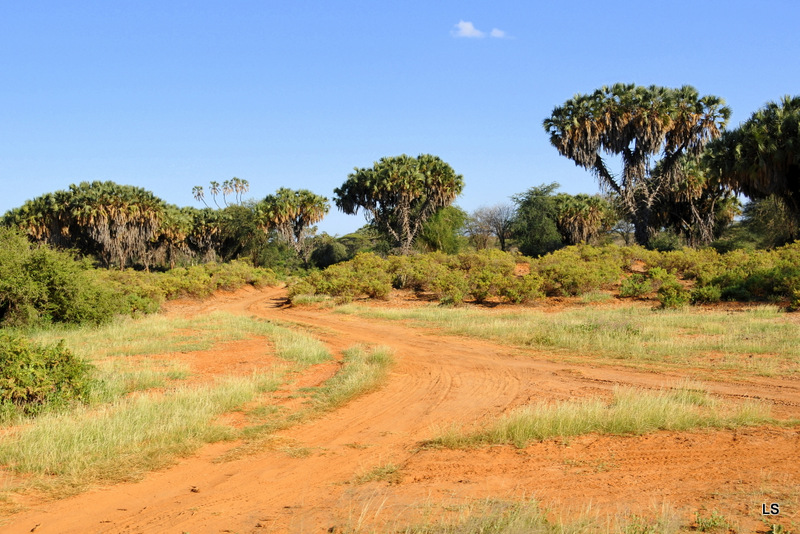 Samburu (2)