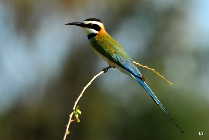 Guêpier à gorge blanche/White-throated Bee-Eater (1)