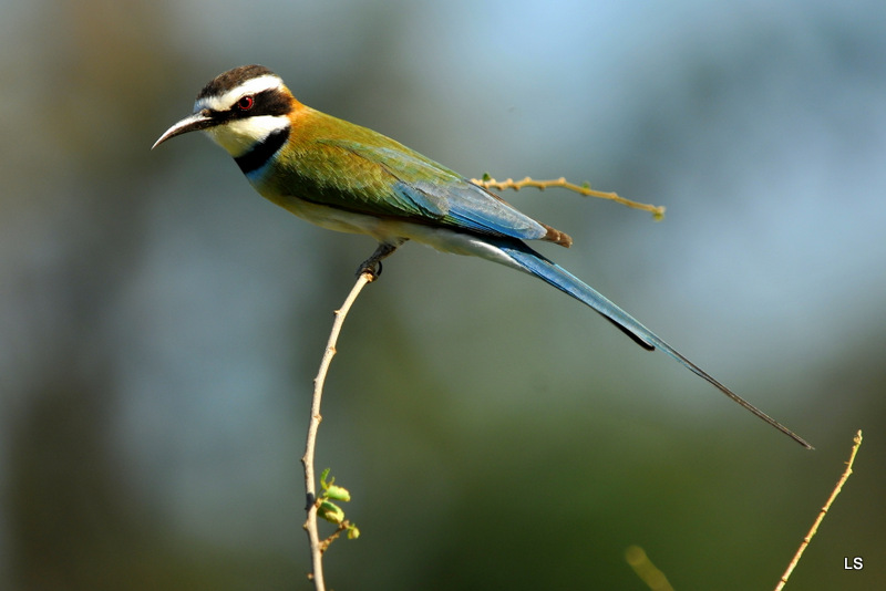 Guêpier à gorge blanche/White-throated Bee-Eater (1)