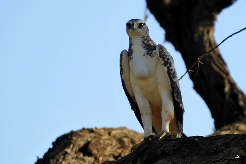 Aigle martial/Martial Eagle (1)