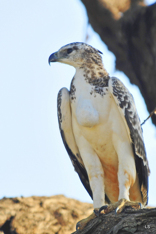 Aigle martial/Martial Eagle (2)