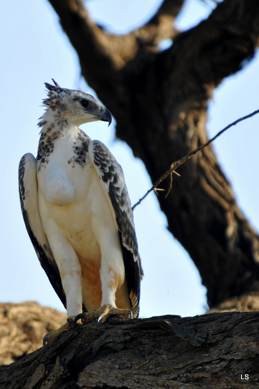 Aigle martial/Martial Eagle (3)