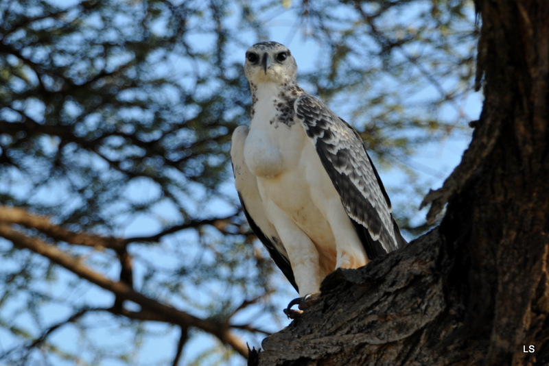 Aigle martial/Martial Eagle (5)