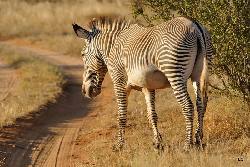 Zèbre de Grévy/Grevy's Zebra (3)