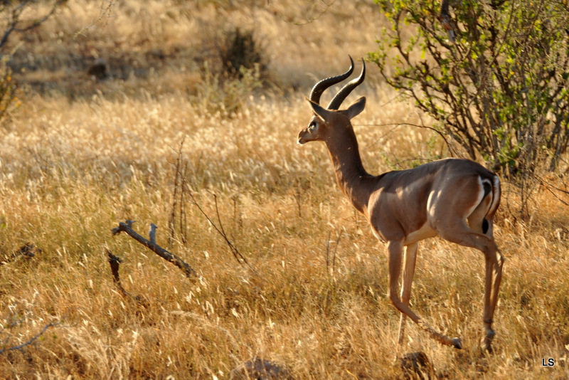 Gazelle de Waller/Gerenuk (2)