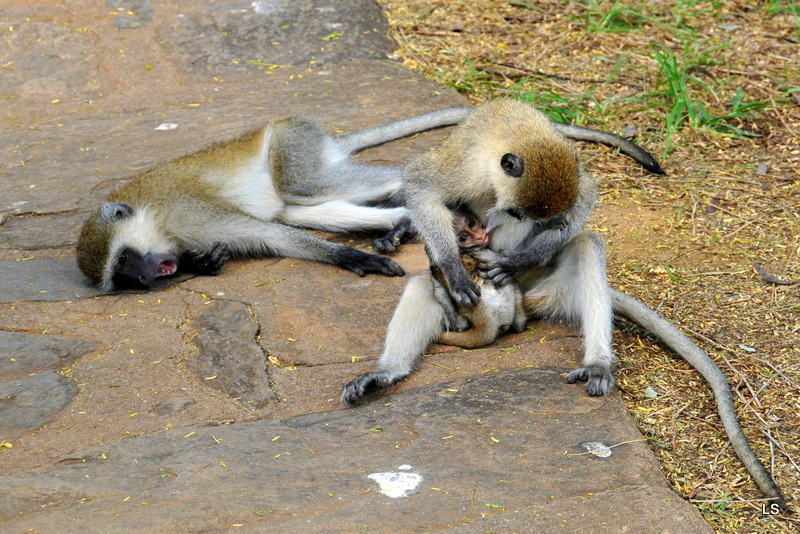 Vervet/Vervet monkey (1)