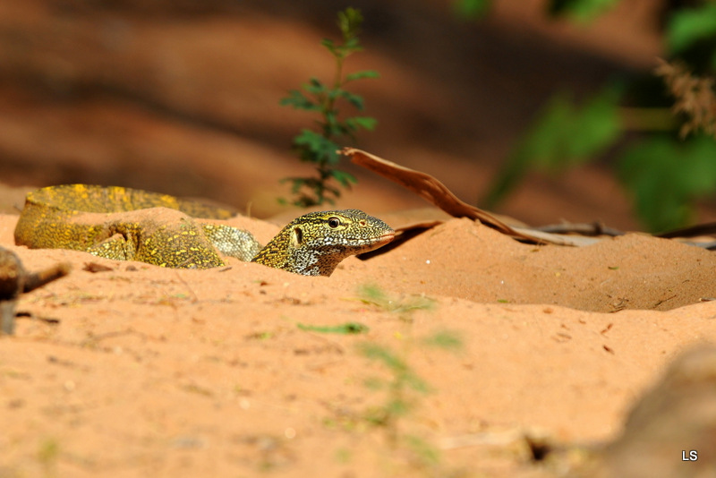 Varan du Nil/African monitor (2)