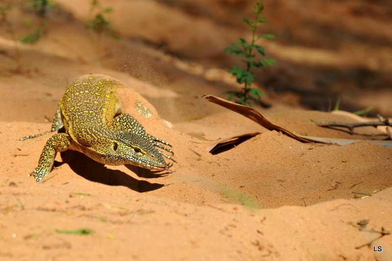 Varan du Nil/African monitor (3)