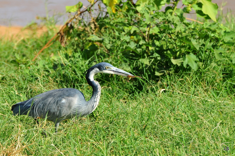 Héron mélanocéphale/Black-headed Heron (1)