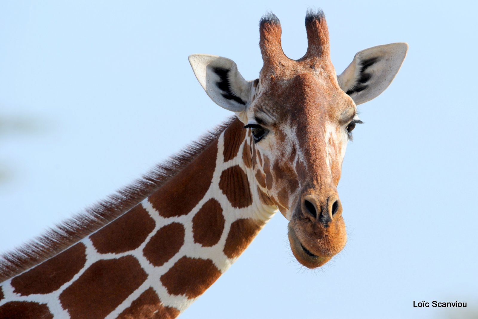 Girafe réticulée/Reticulated Giraffe (3)