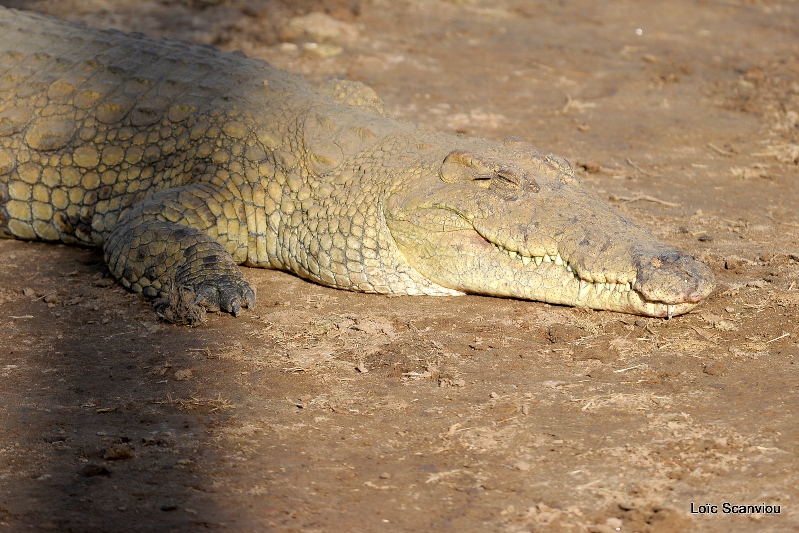 Crocodile (1)