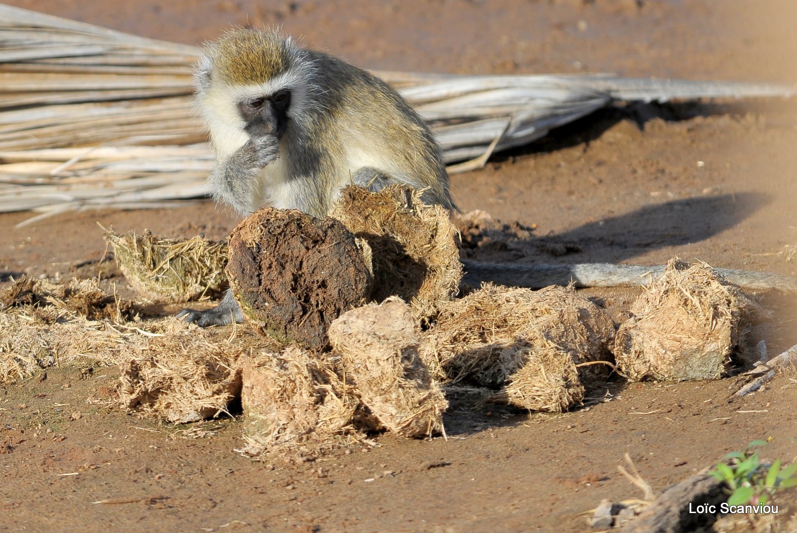 Vervet/Vervet Monkey (1)