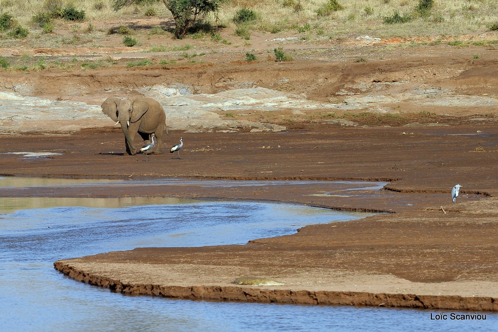 Eléphant et grues couronnées (1)