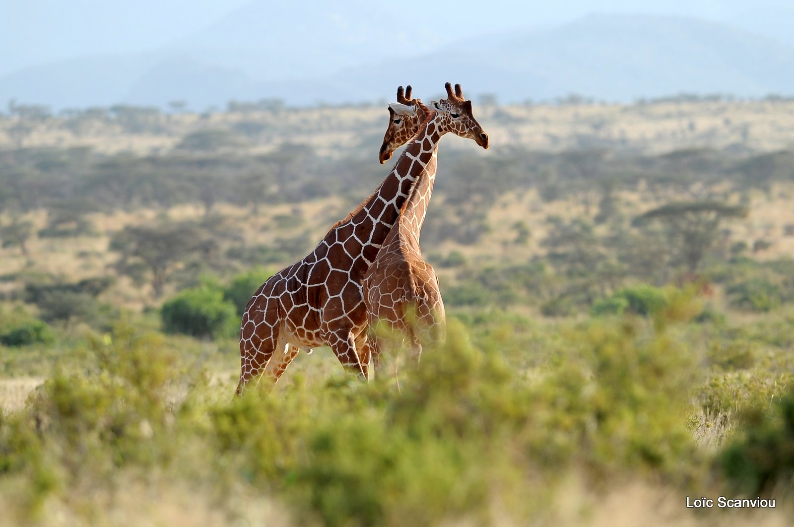 Girafe réticulée/Reticulated Giraffe (4)