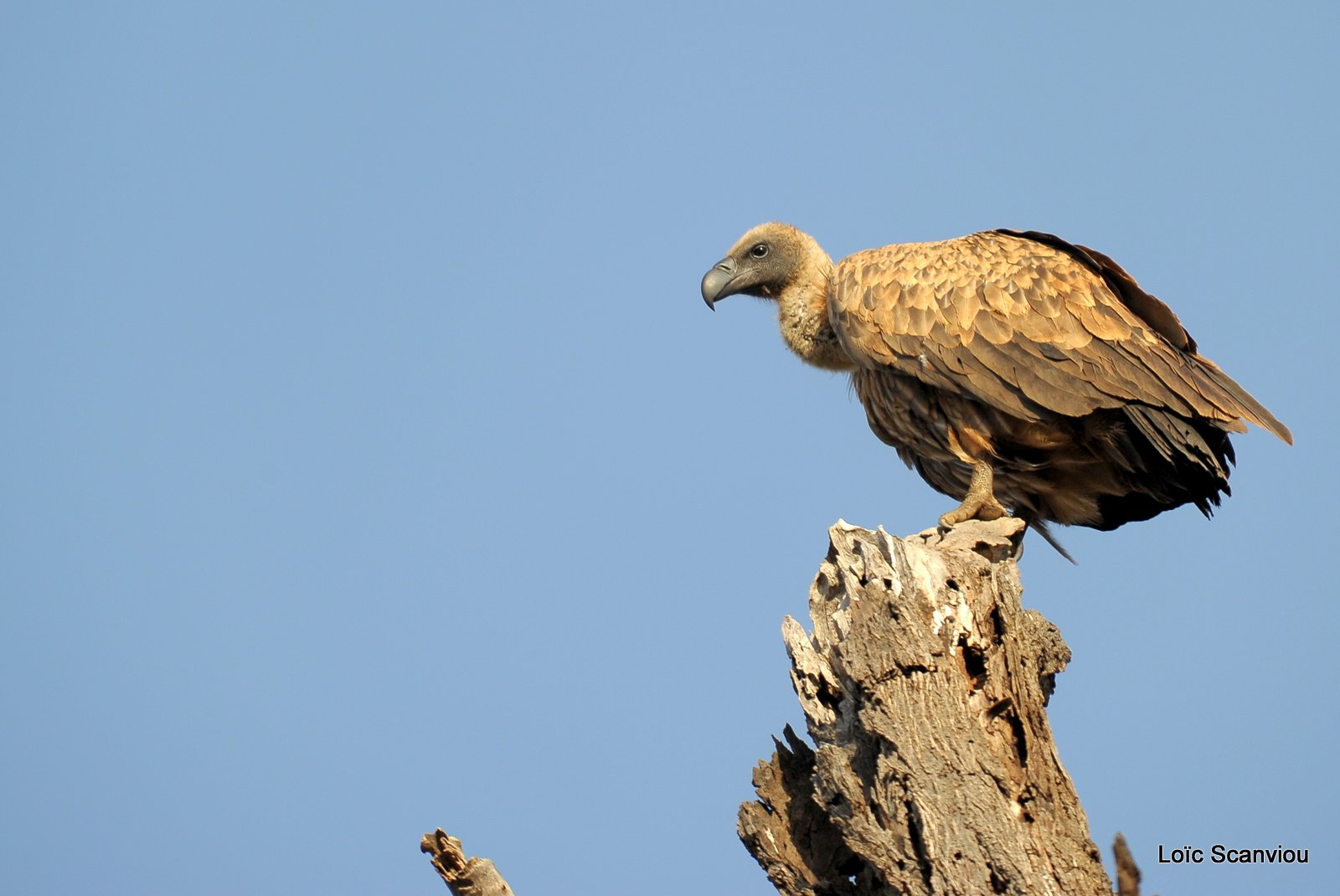 Vautour africain/White-backed Vulture (2)