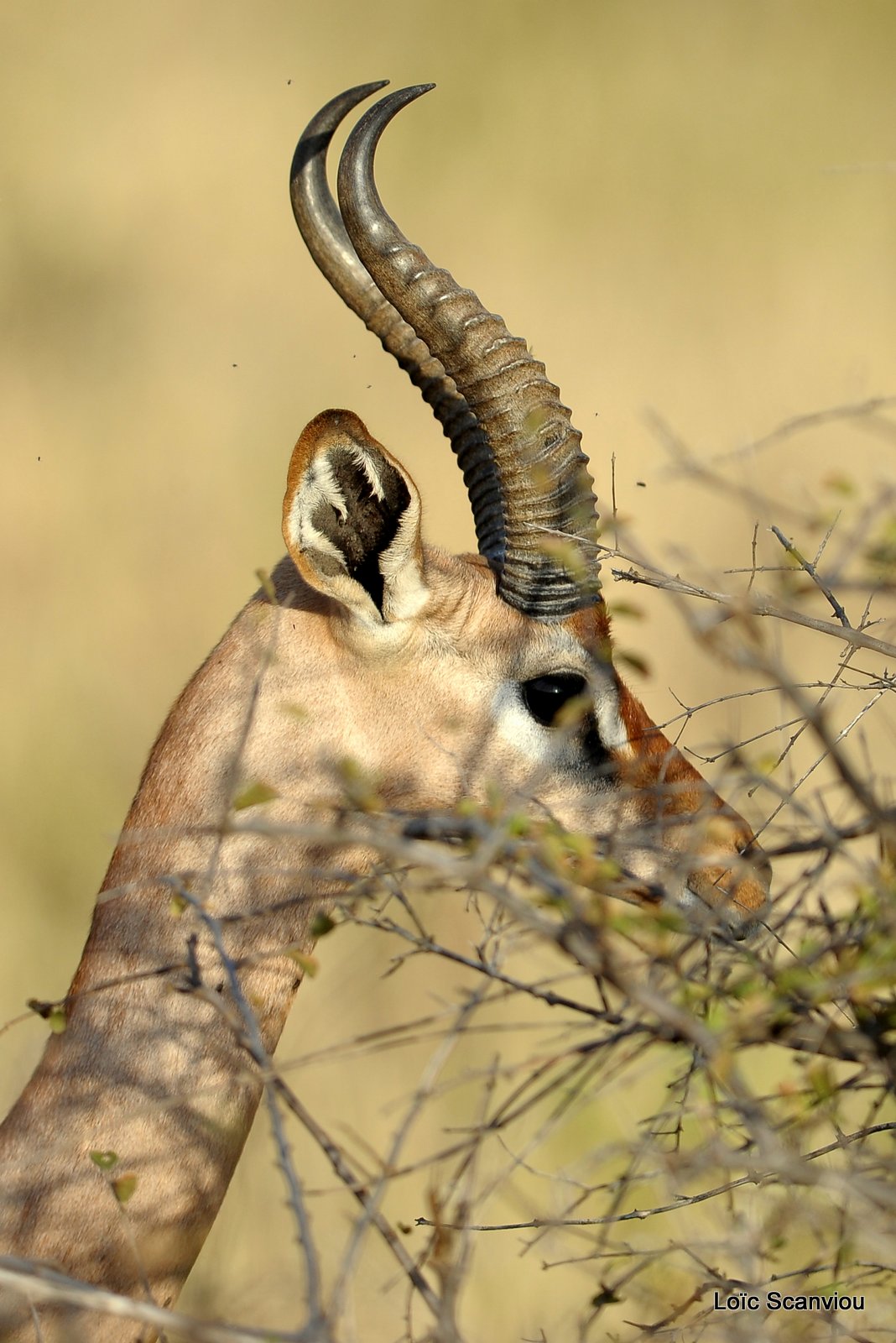 Gazelle de Waller/Gerenuk (1)