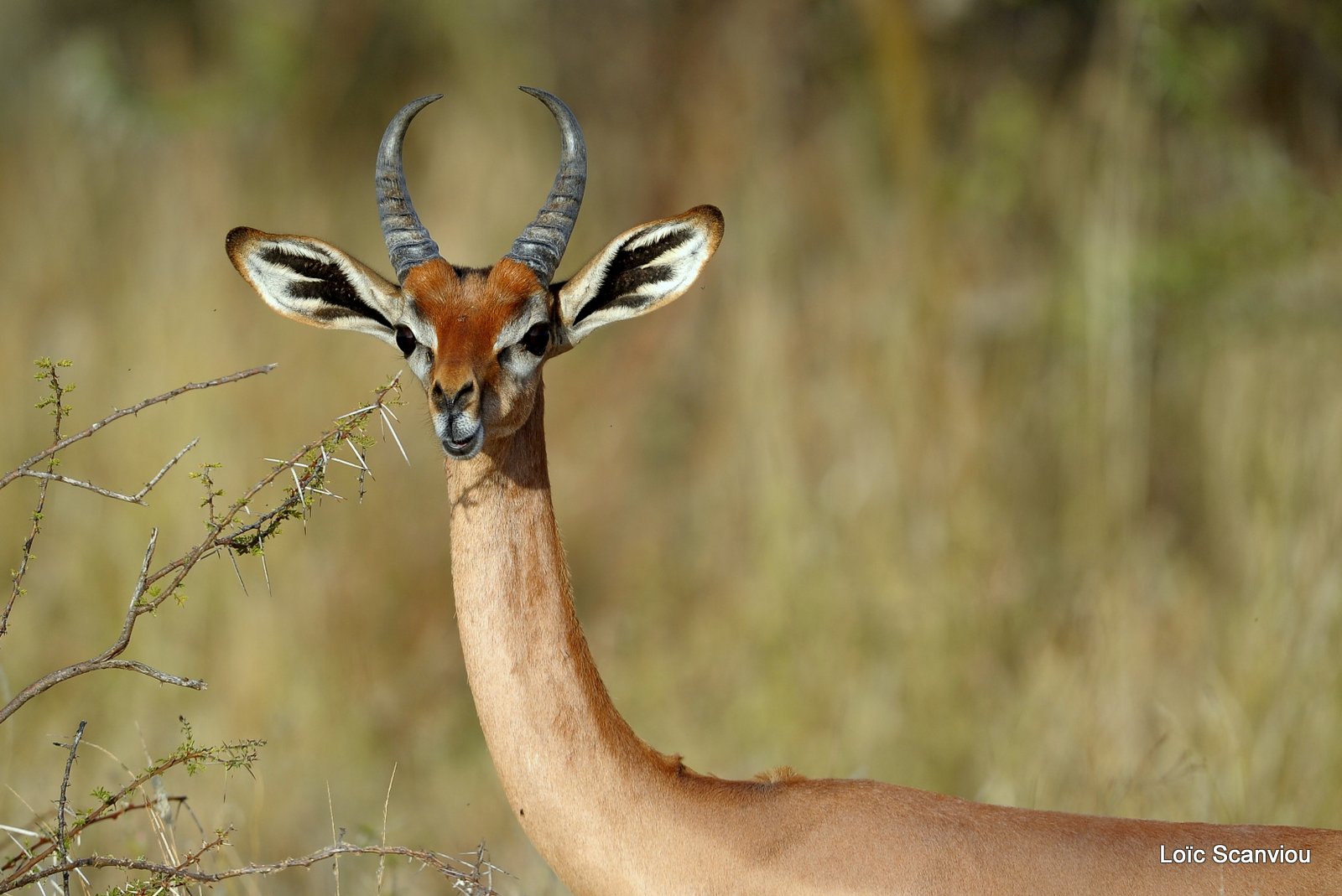 Gazelle de Waller/Gerenuk (2)