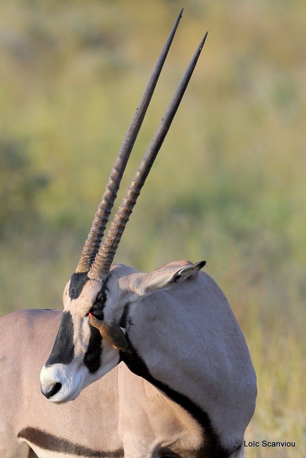 Oryx beïsa/Beisa Oryx (2)