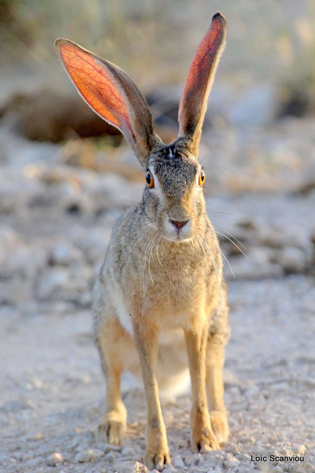 Lièvre du Cap/Cape Hare  (2)