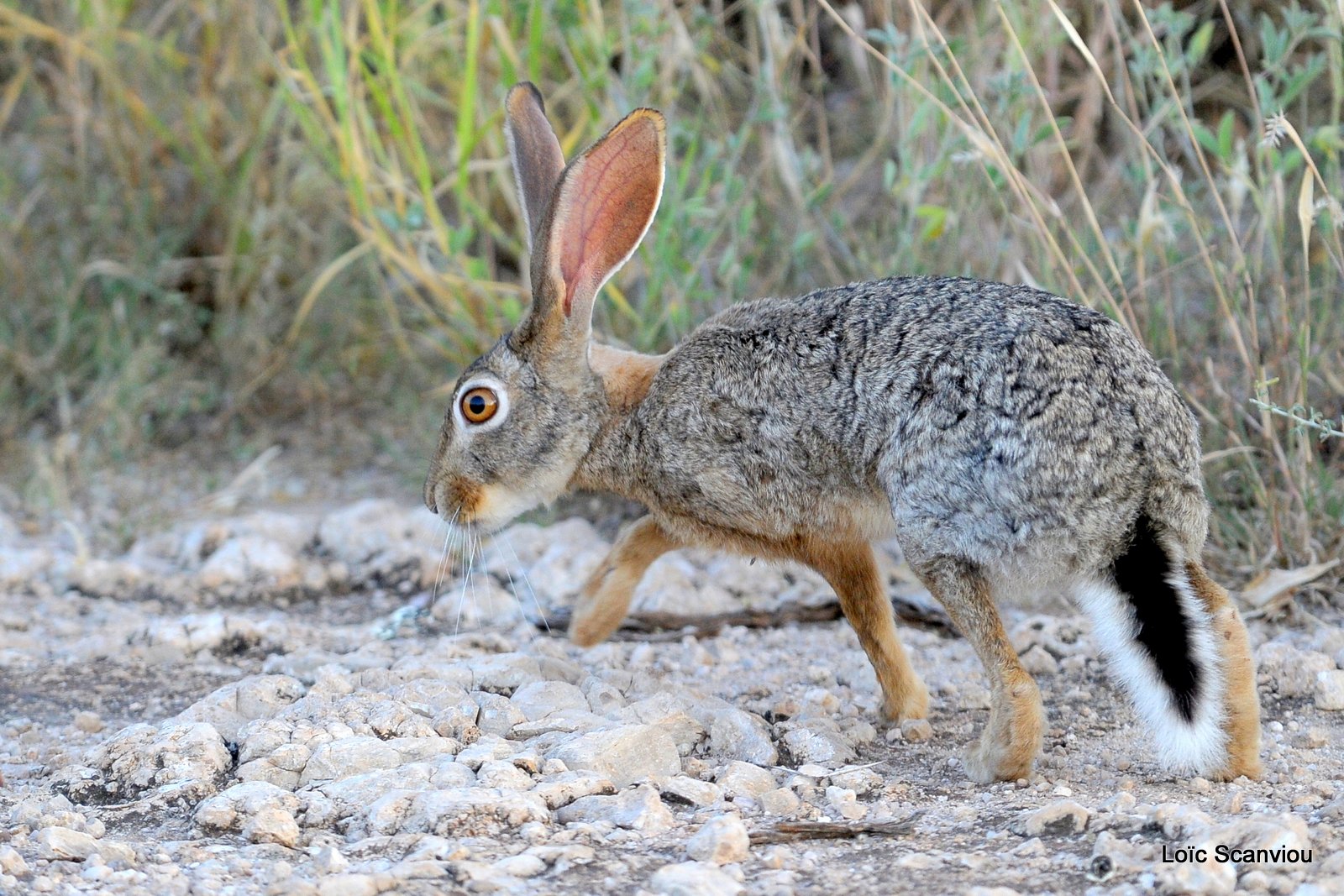 Lièvre du Cap/Cape Hare  (3)