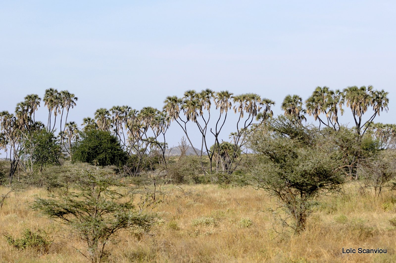 Samburu (8)