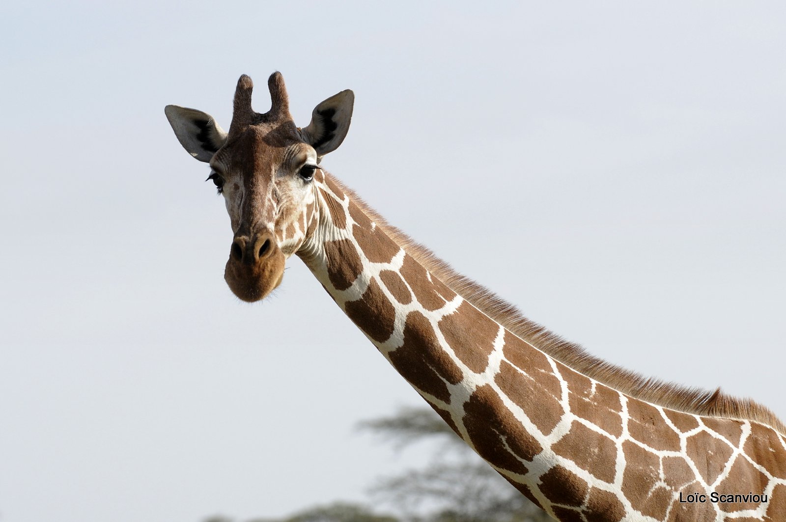 Girafe réticulée/Reticulated Giraffe (6)