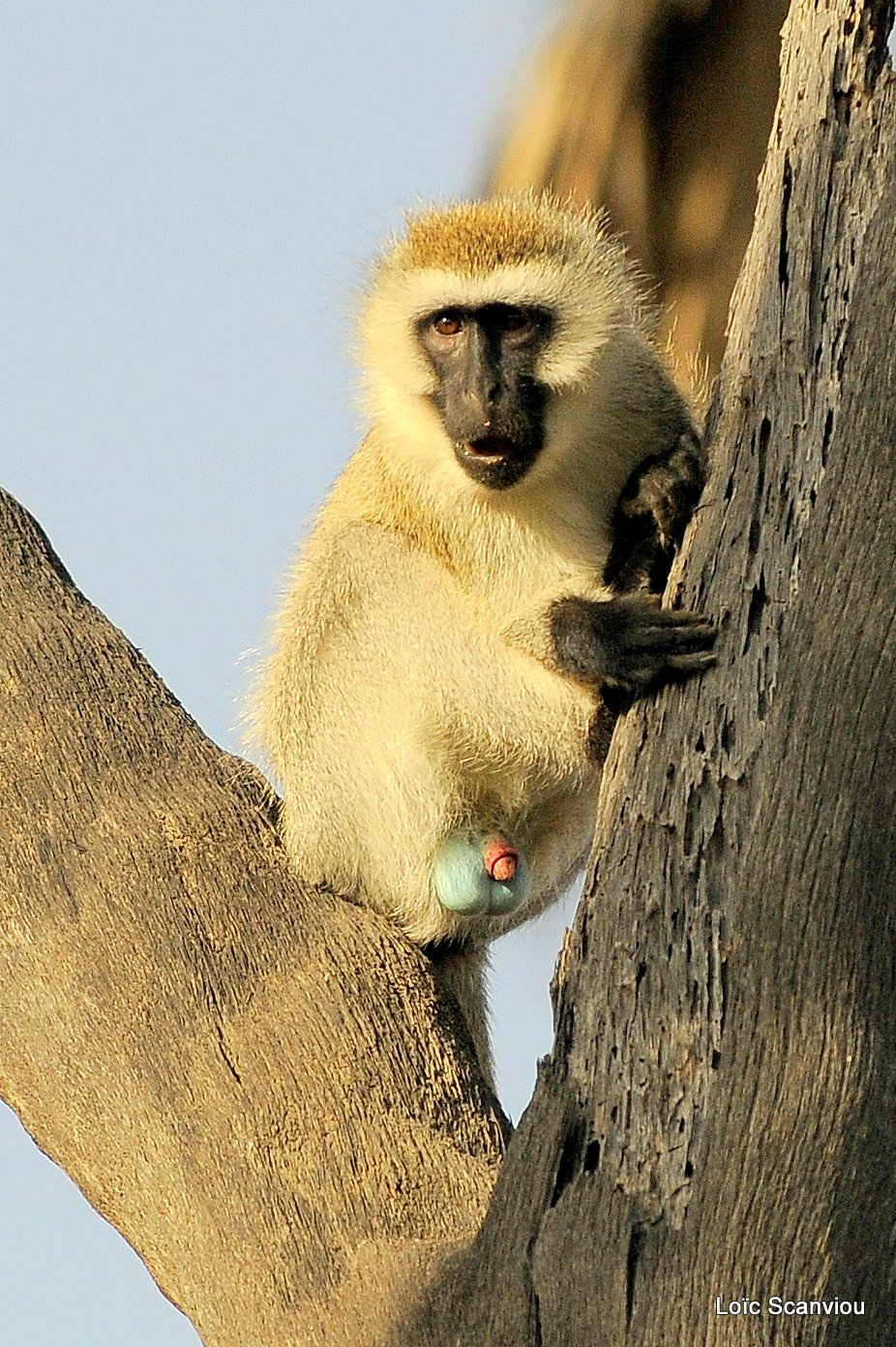 Vervet/Vervet Monkey (2)