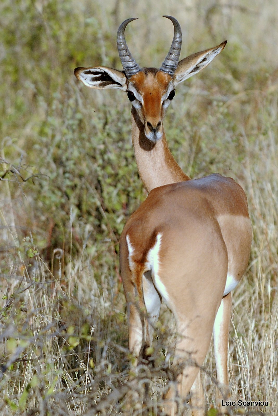 Gazelle de Waller/Gerenuk (5)