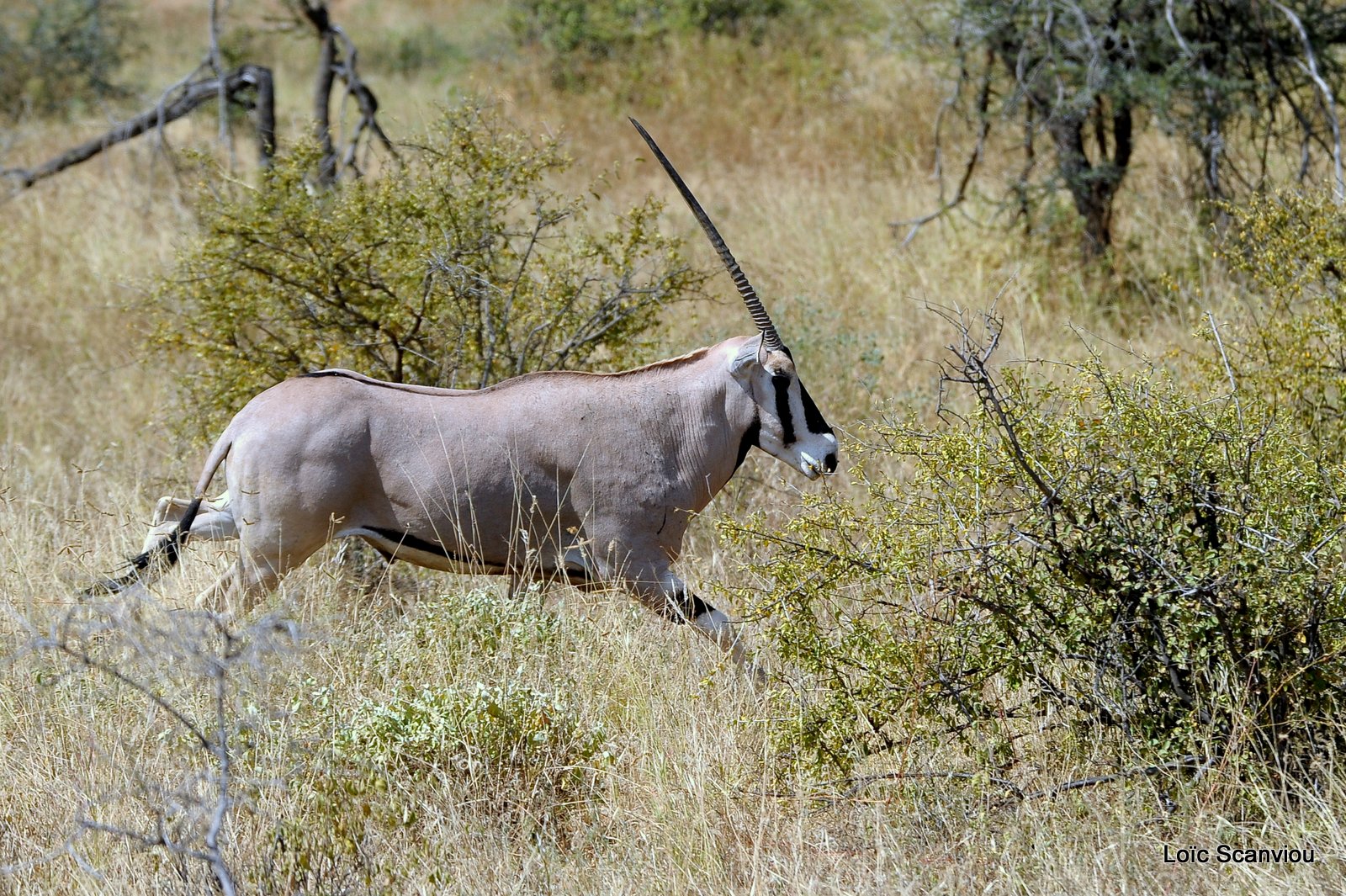 Oryx beïsa/Beisa Oryx (3)