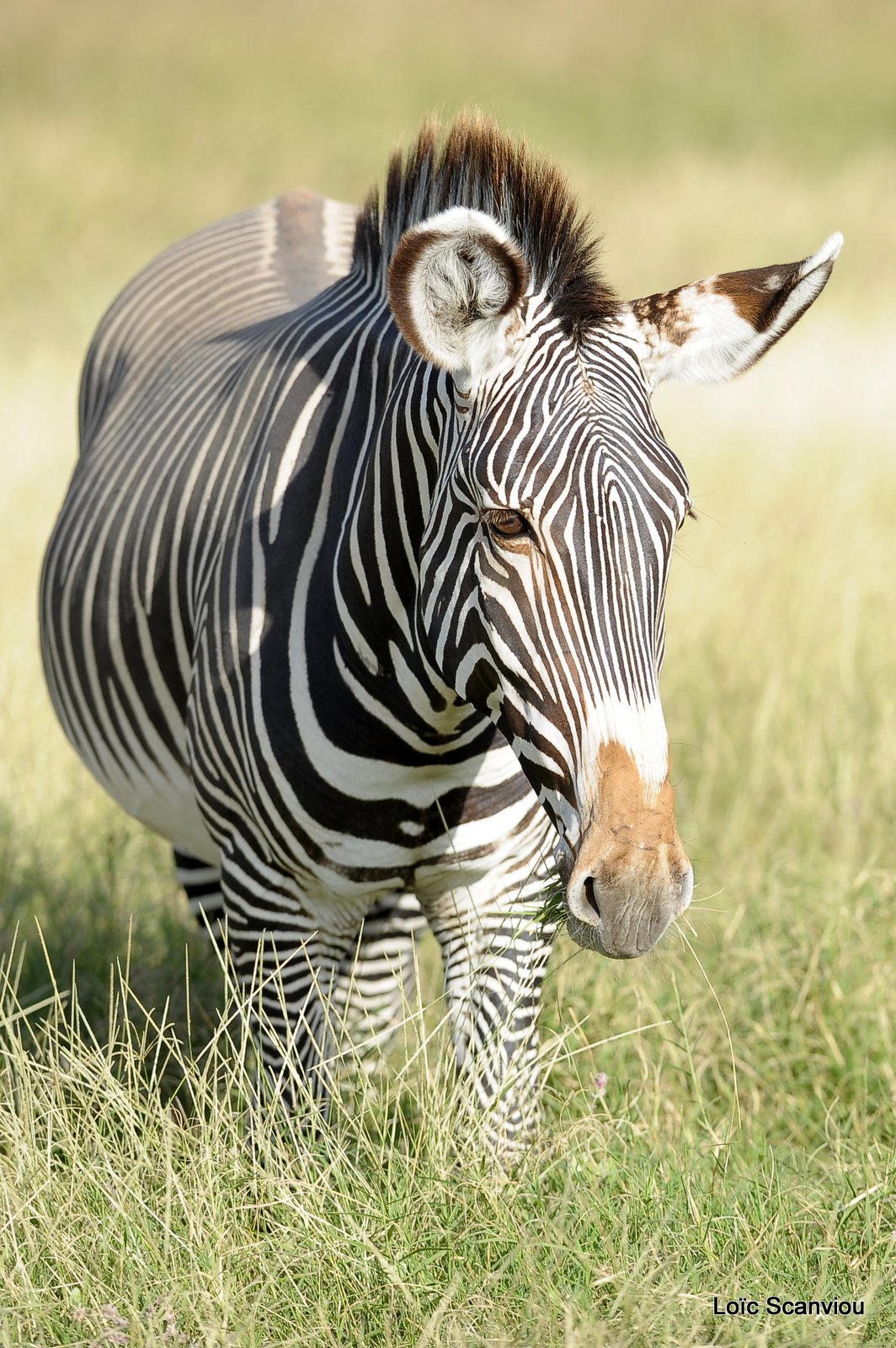 Zèbre de Grévy/Grevy's Zebra (1)