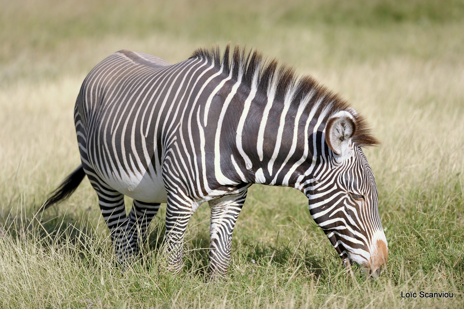 Zèbre de Grévy/Grevy's Zebra (2)