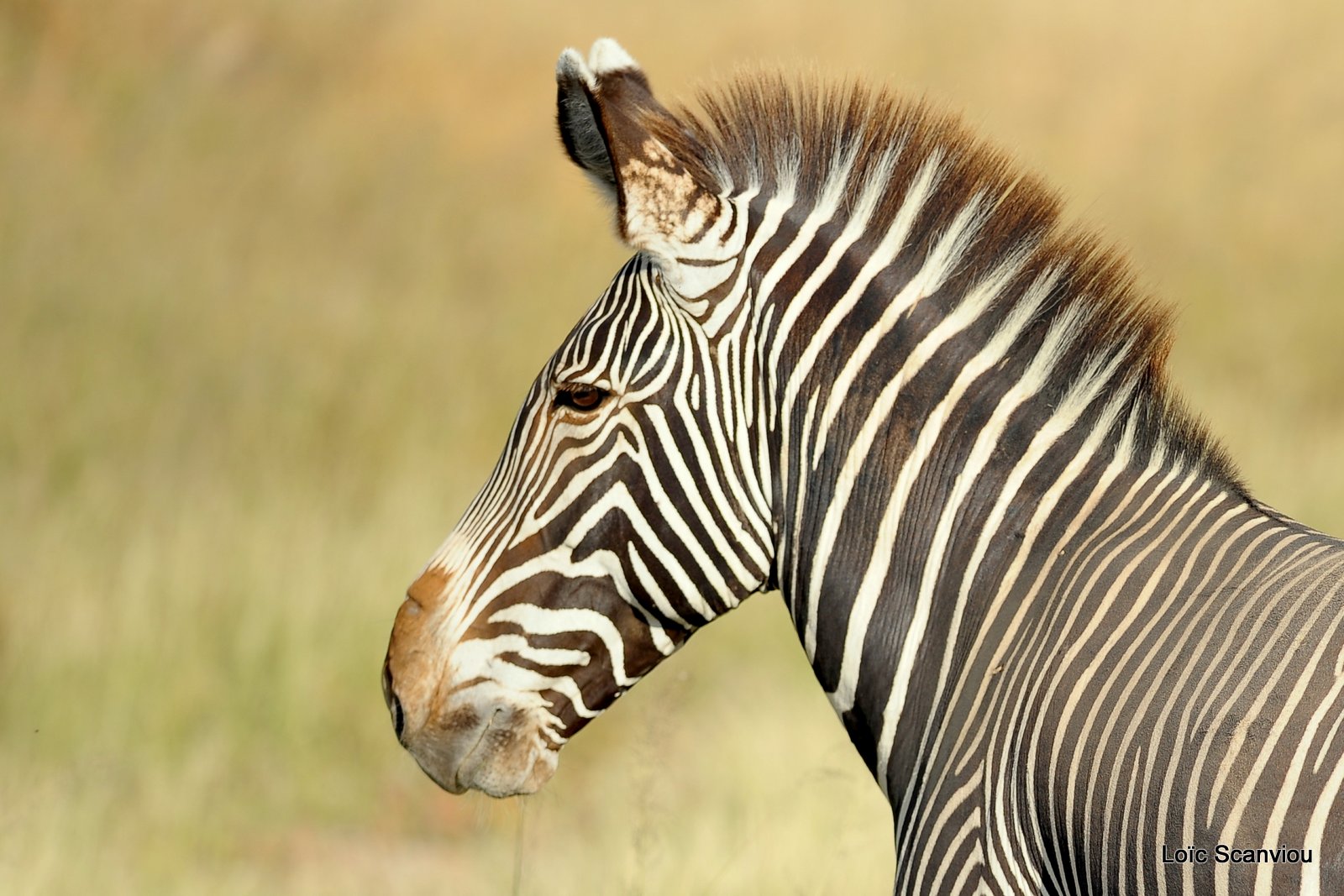 Zèbre de Grévy/Grevy's Zebra (3)