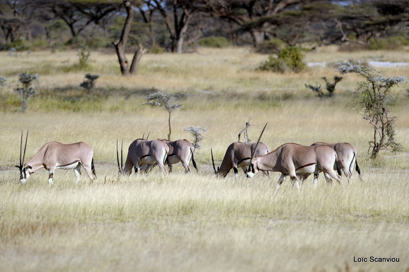 Oryx beïsa/Beisa Oryx (4)