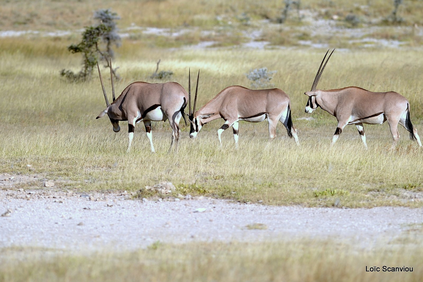 Oryx beïsa/Beisa Oryx (5)