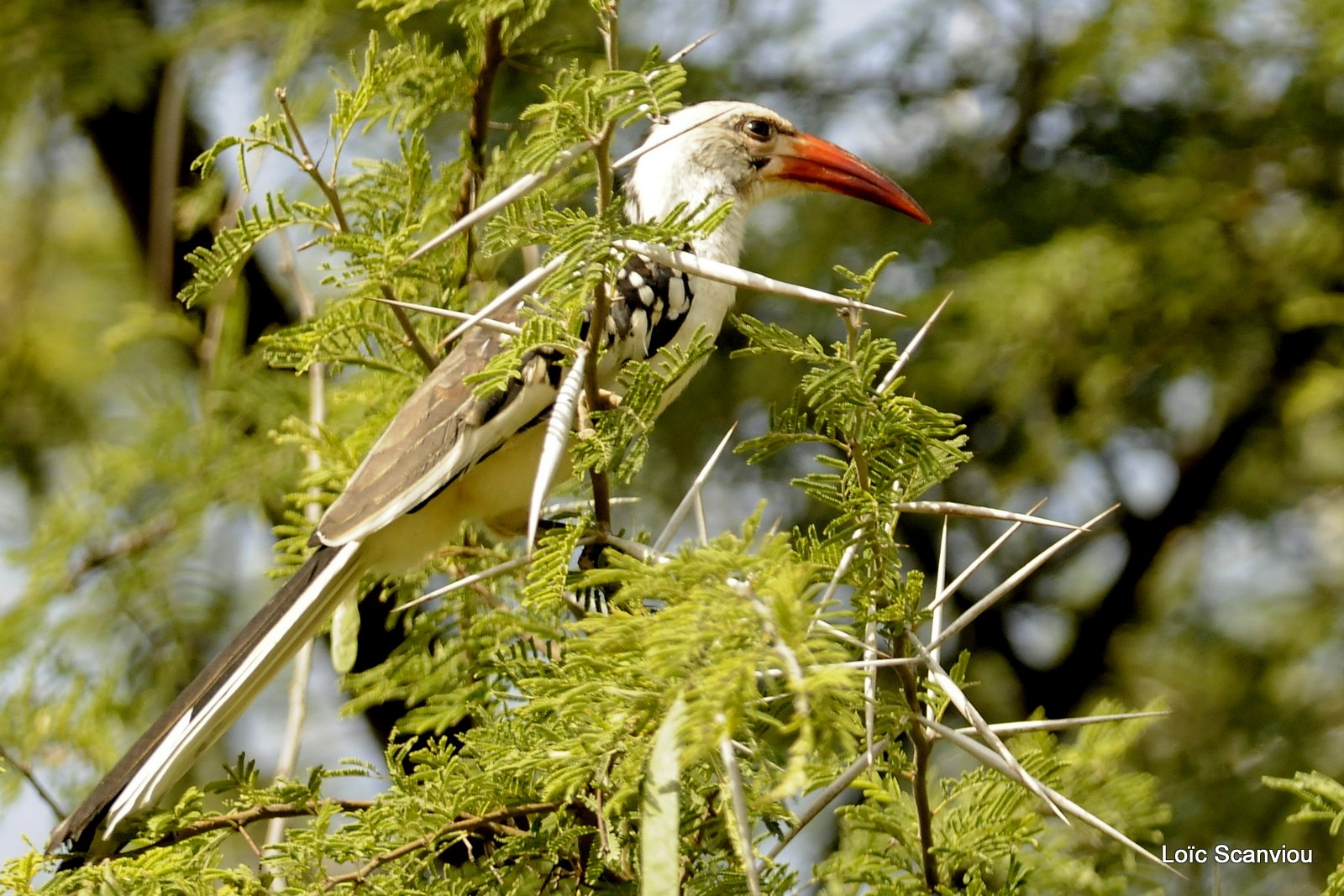 Calao à bec rouge/Red-billed Hornbill (2)