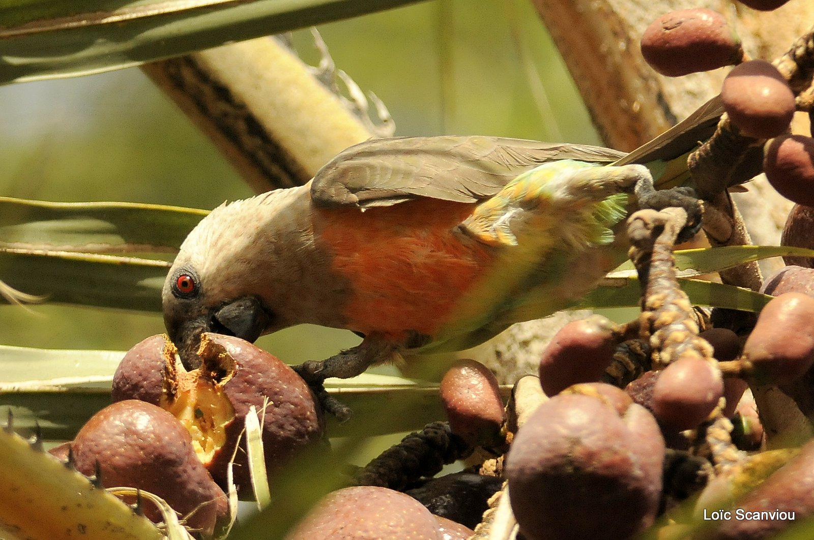 Perroquet à ventre rouge/African Orange-bellied Parrot (2)