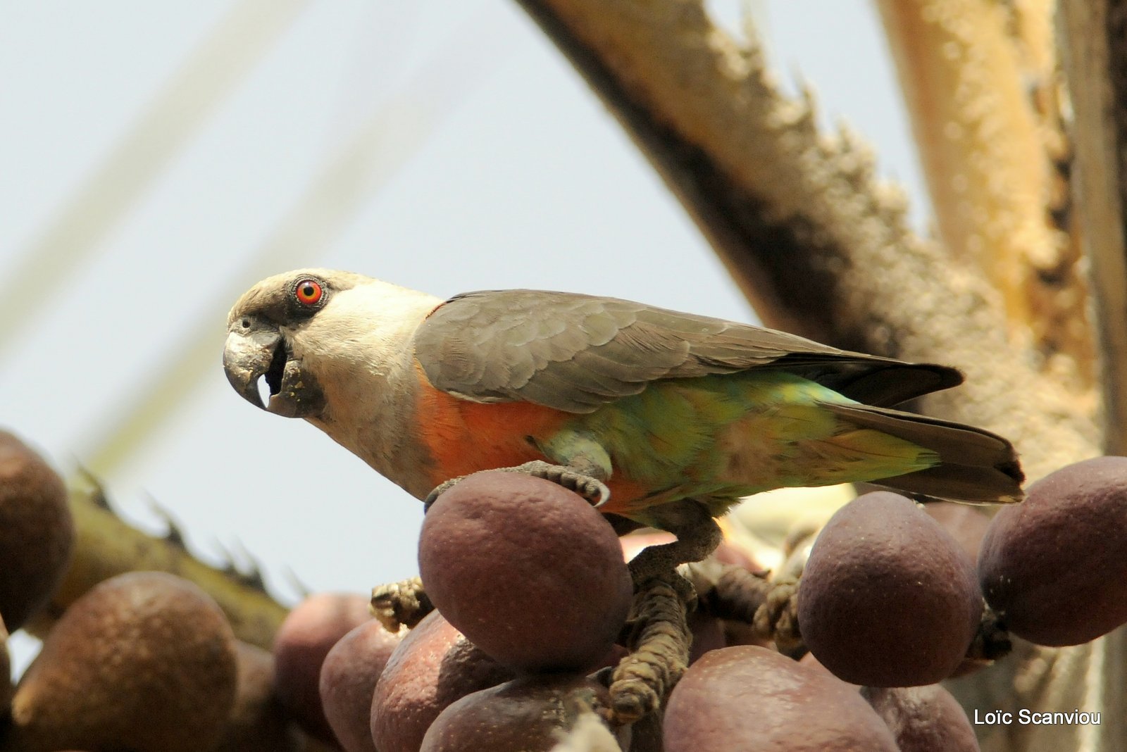 Perroquet à ventre rouge/African Orange-bellied Parrot (5)