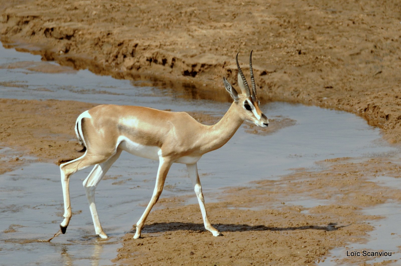 Gazelle de Bright/Bright's Gazelle (1)