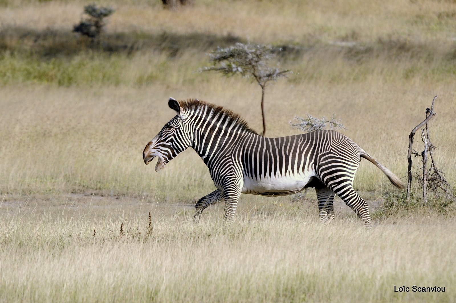 Zèbre de Grévy/Grevy's Zebra (4)