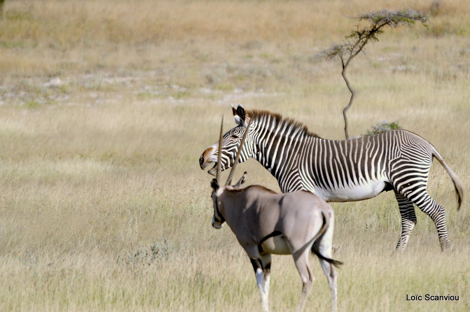 Zèbre de Grévy et Oryx (1)