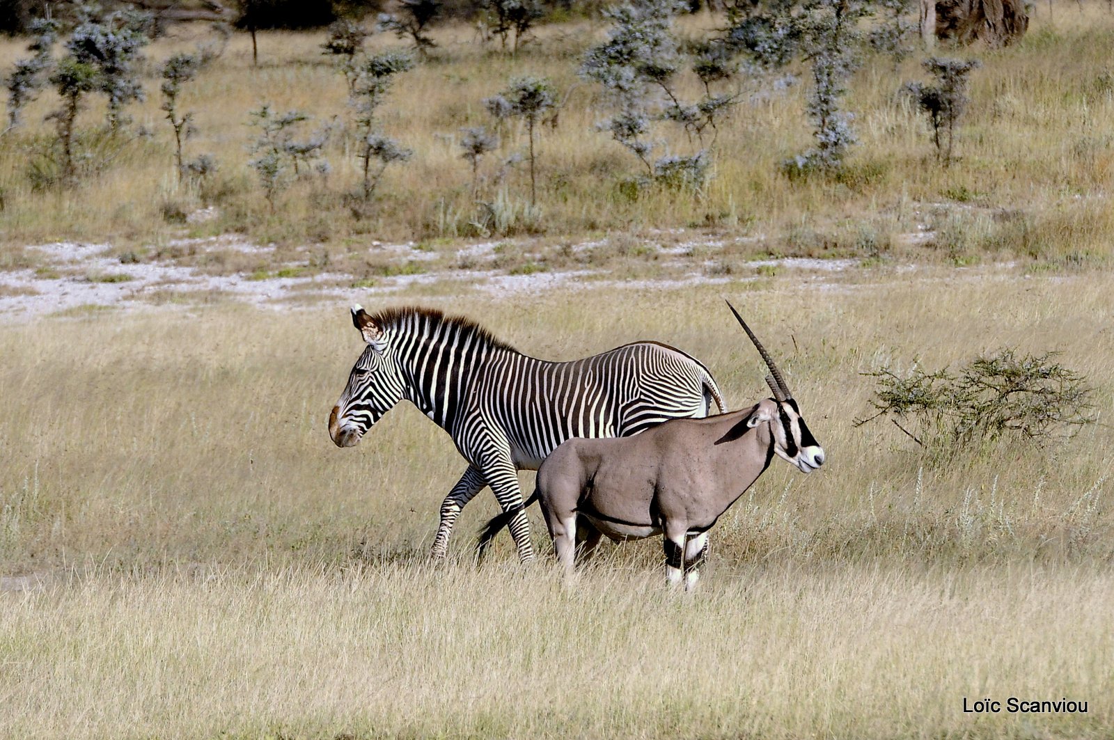 Zèbre de Grévy et Oryx (2)