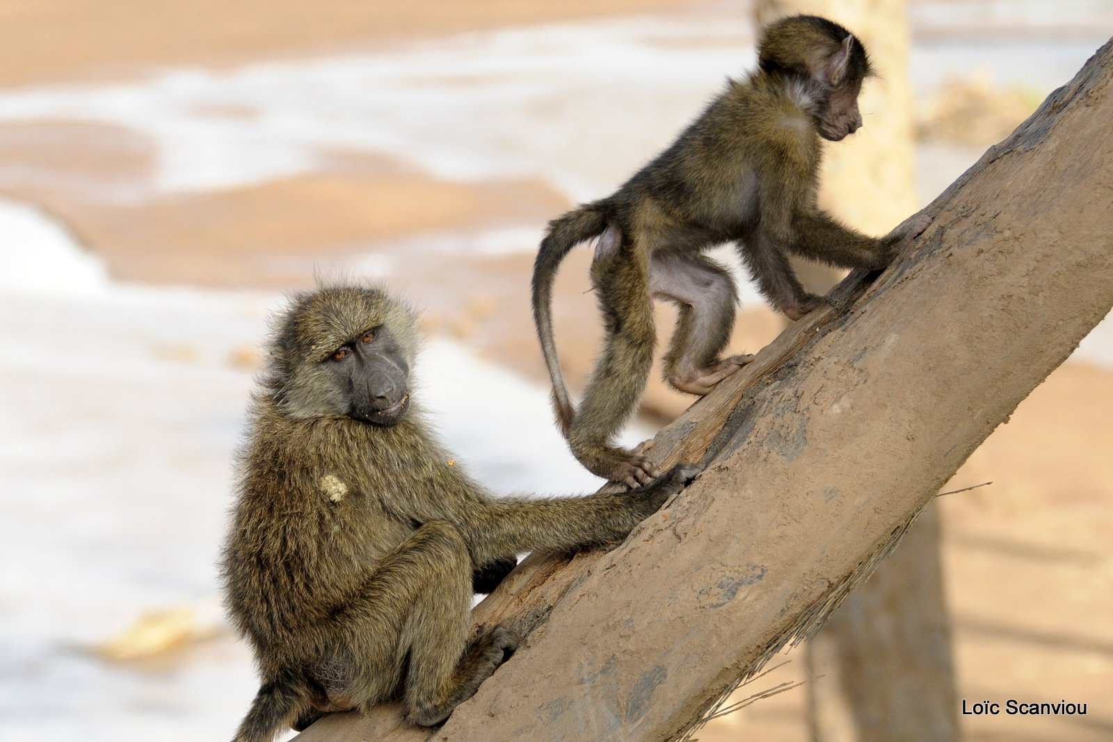 Samburu 2013 (13)