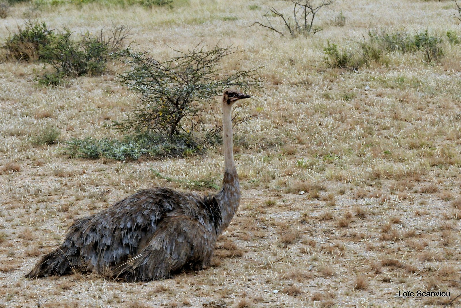 Autruche de Somalie/Somali Ostrich (1)