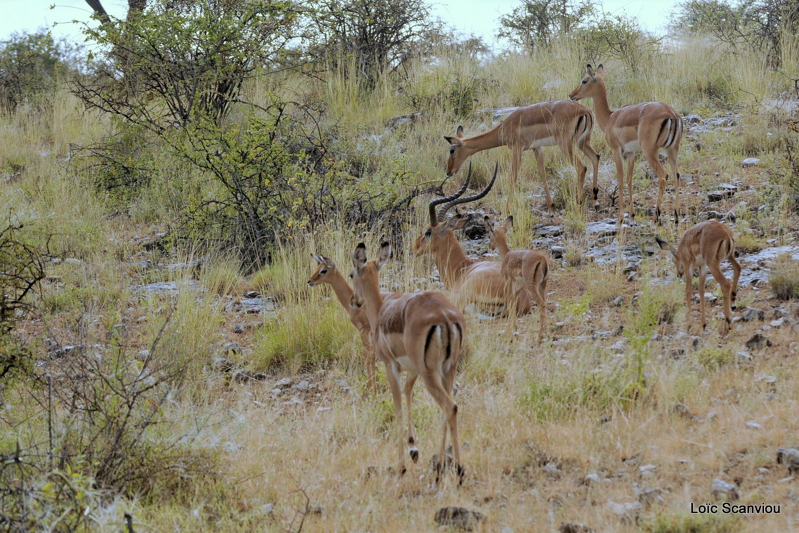 Impala (5)