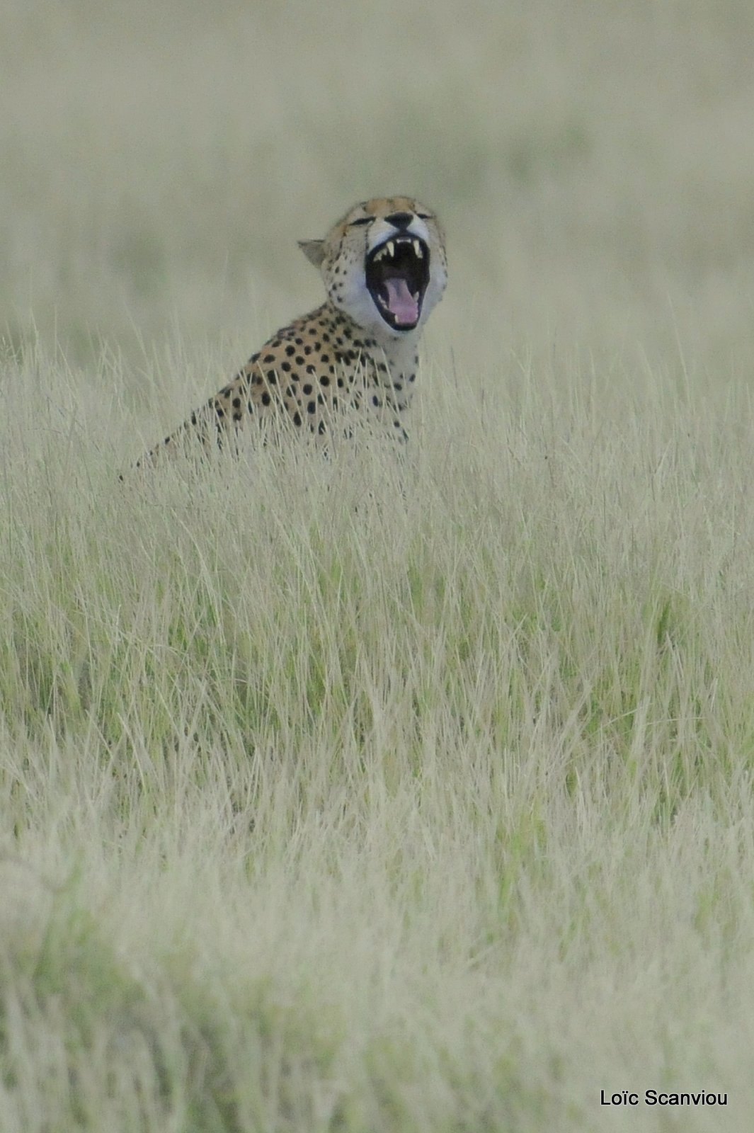 Guépard/Cheetah (2)