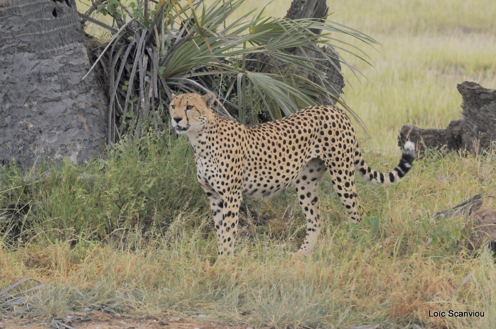 Guépard/Cheetah (6)