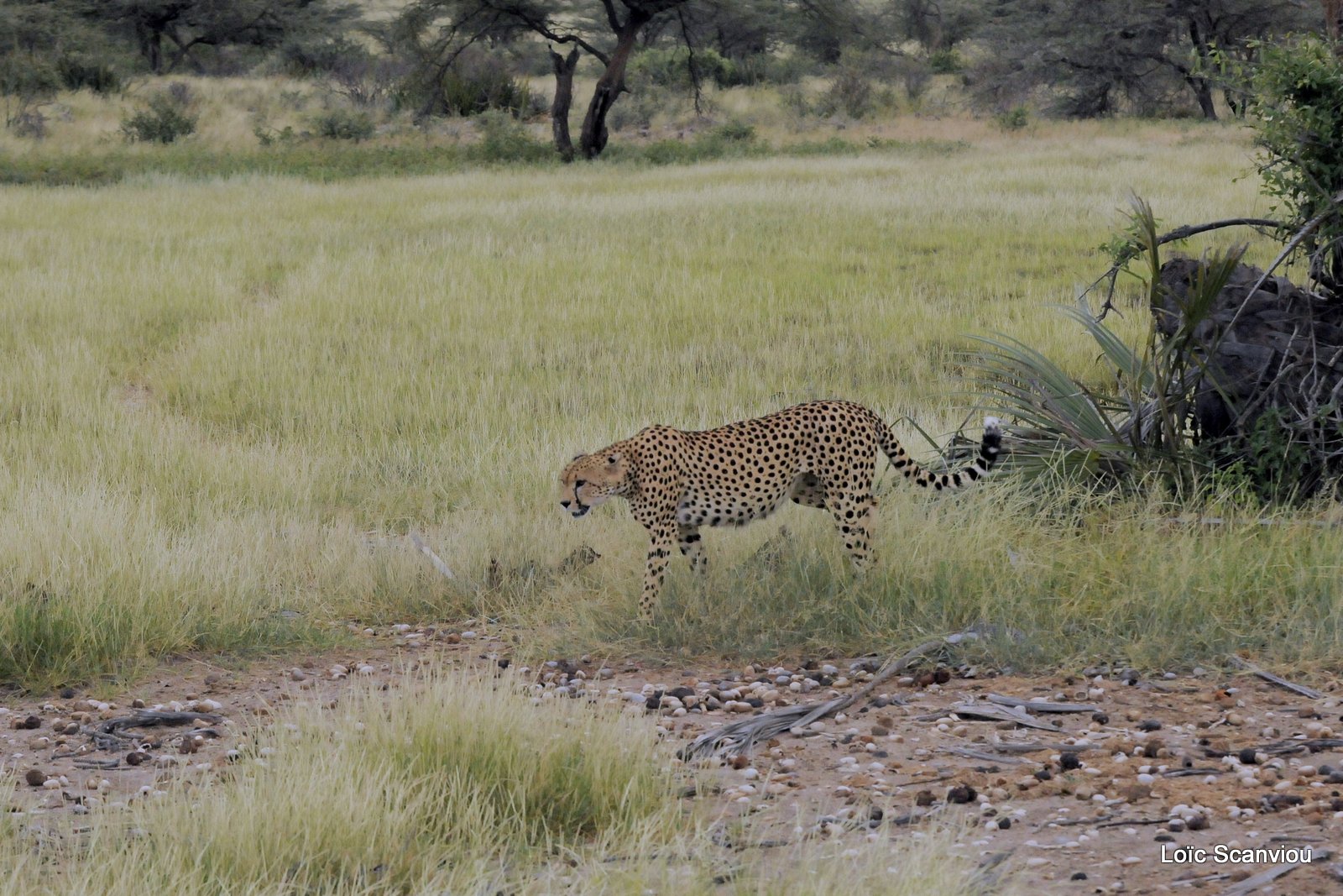 Guépard/Cheetah (8)