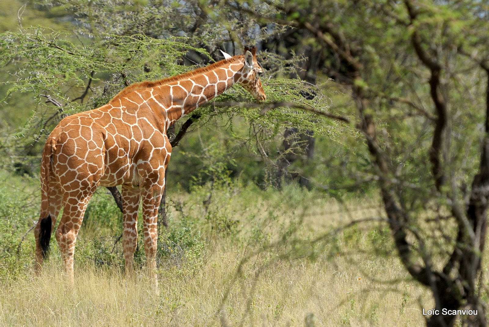 Girafe réticulée/Reticulated Giraffe (1)