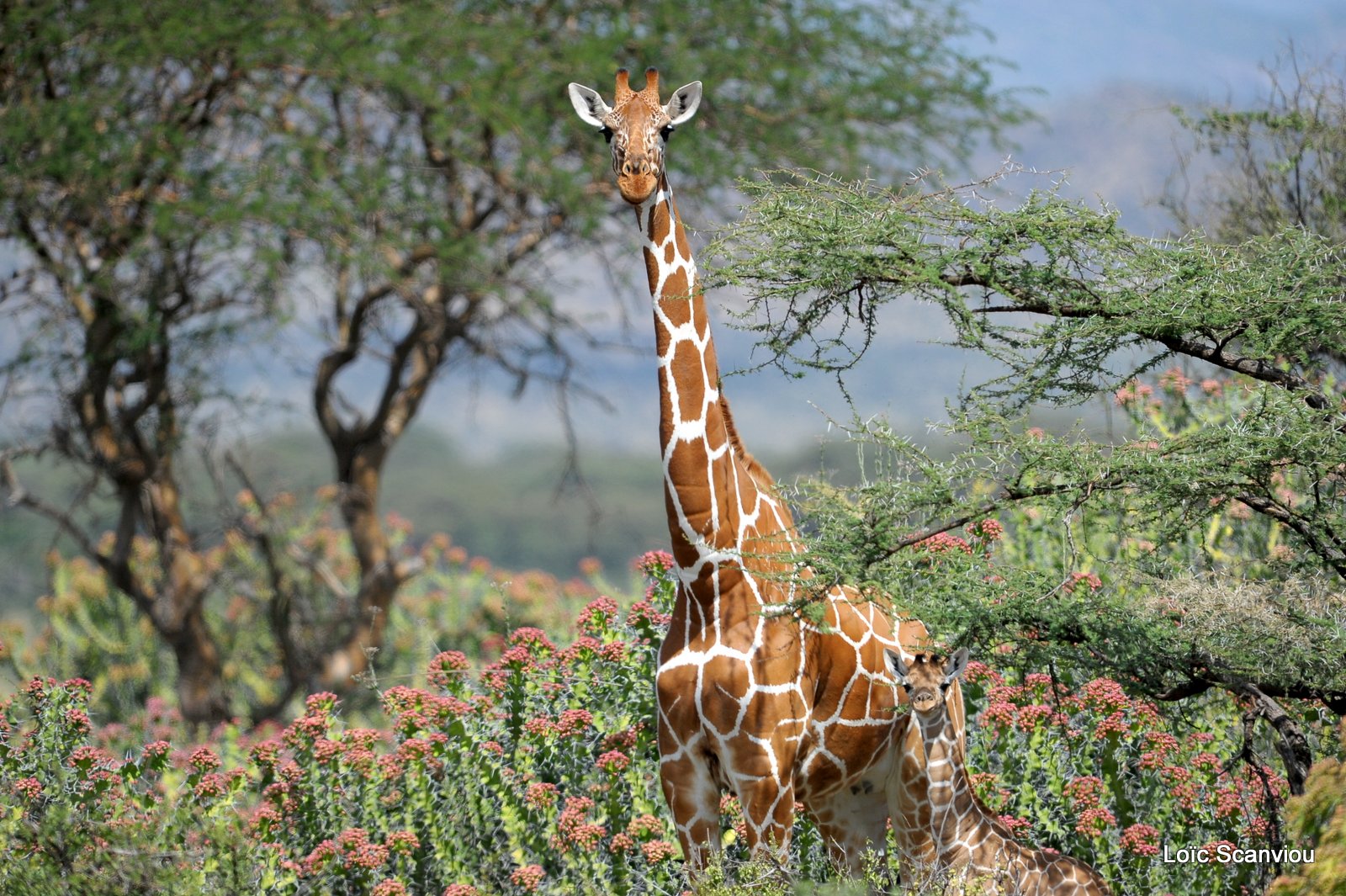 Girafe réticulée/Reticulated Giraffe (2)