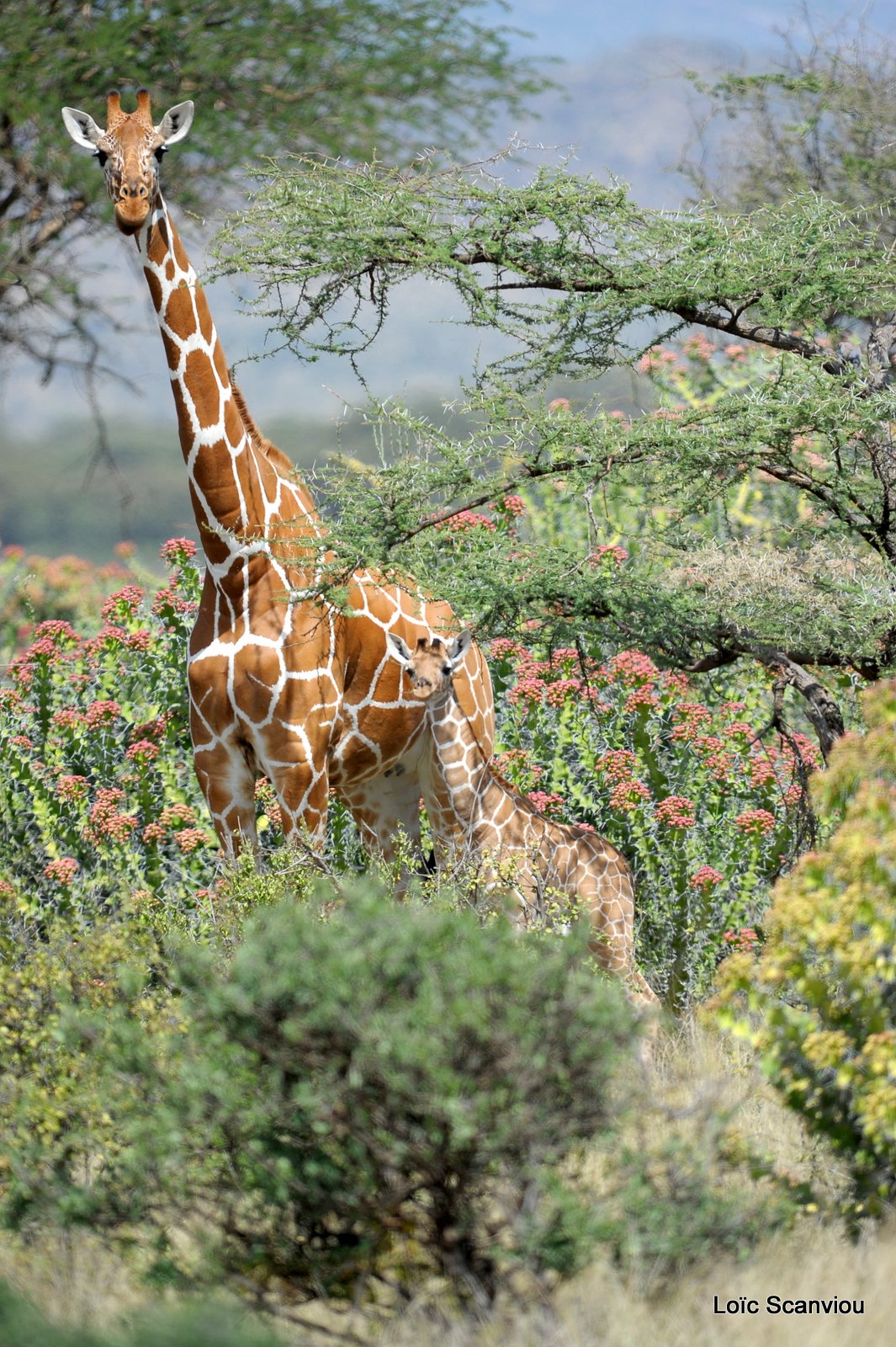 Girafe réticulée/Reticulated Giraffe (3)